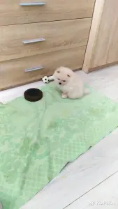 Мальчики померанского шпица