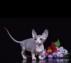 Кошки - Канадский сфинкс котята Бамбини Эльф - Вся Беларусь - Фото 5 Канадский сфинкс котята Бамбини Эльф - Вся Беларусь - 252494 - Доска объявлений Kupika.by - Фото 5