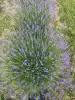 Саженцы лаванды и розмарина - Вся Беларусь - 253362 - Доска объявлений Kupika.by - Фото 4