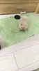 Мальчики померанского шпица - Вся Беларусь - 250689 - Доска объявлений Kupika.by - Фото 5