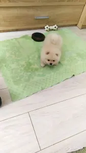 Мальчики померанского шпица