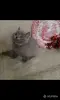 Кошки - Британские Котята - Вся Беларусь - Фото 8 Британские Котята - Вся Беларусь - 252184 - Доска объявлений Kupika.by - Фото 8