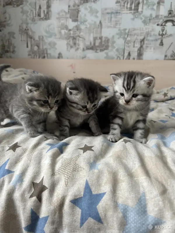 Котята шотландские - Вся Беларусь - 251682 - Доска объявлений Kupika.by - Фото 6