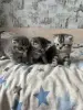 Котята шотландские - Вся Беларусь - 251682 - Доска объявлений Kupika.by - Фото 6