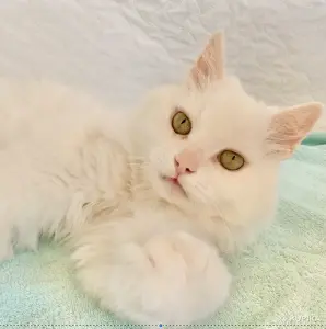 КОТ ТЕО В ДАР! ИЩЕТ ДОМ