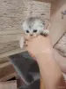 Продажа котенка - Вся Беларусь - 253405 - Доска объявлений Kupika.by - Фото 4