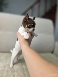 Щенки Чихуахуа