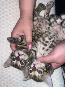 Бенгальские котята