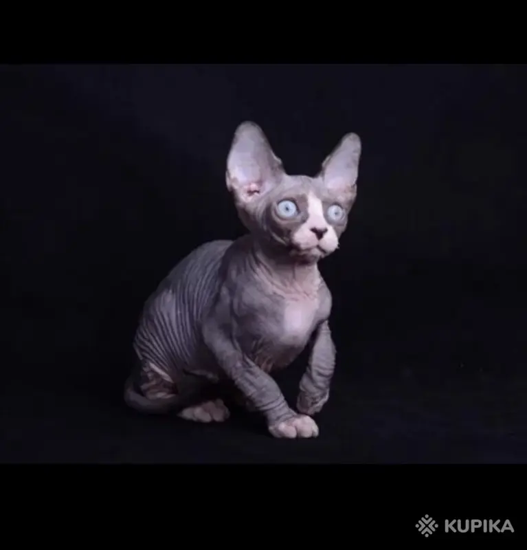 Кошки - Канадский сфинкс котята Бамбини Эльф - Вся Беларусь - Фото 9 Канадский сфинкс котята Бамбини Эльф - Вся Беларусь - 252494 - Доска объявлений Kupika.by - Фото 9