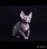 Кошки - Канадский сфинкс котята Бамбини Эльф - Вся Беларусь - Фото 9 Канадский сфинкс котята Бамбини Эльф - Вся Беларусь - 252494 - Доска объявлений Kupika.by - Фото 9