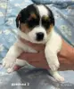 Щенки Джек Рассел терьера - Вся Беларусь - 251785 - Доска объявлений Kupika.by - Фото 3
