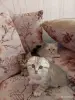Кошки - Котята - Вся Беларусь Котята - Вся Беларусь - 252062 - Доска объявлений Kupika.by