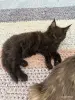 Котята - Вся Беларусь - 249159 - Доска объявлений Kupika.by