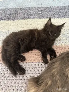 Котята