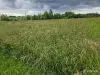 Корма для животных - Дарю траву на корню,самовывоз - Вся Беларусь - Фото 2 Дарю траву на корню,самовывоз - Вся Беларусь - 252151 - Доска объявлений Kupika.by - Фото 2