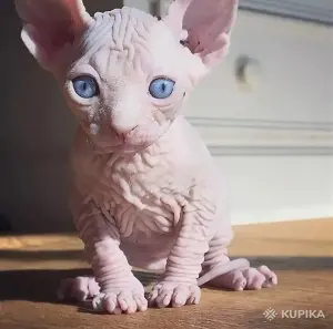 Канадский сфинкс котята Белоснежные котята