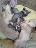 Кошки - Канадский сфинкс котята Бамбини Эльф - Вся Беларусь - Фото 4 Канадский сфинкс котята Бамбини Эльф - Вся Беларусь - 252494 - Доска объявлений Kupika.by - Фото 4