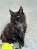 Кошки - Мейн-Кун котята - Вся Беларусь - Фото 2 Мейн-Кун котята - Вся Беларусь - 250701 - Доска объявлений Kupika.by - Фото 2