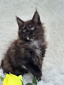 Мейн-Кун котята