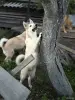 Щенки западно-сибирской лайки - Вся Беларусь - 252889 - Доска объявлений Kupika.by - Фото 6