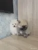 Собаки - Щенки померанский шпиц - Вся Беларусь - Фото 3 Щенки померанский шпиц - Вся Беларусь - 250755 - Доска объявлений Kupika.by - Фото 3