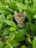 Кошки - Котята - Вся Беларусь - Фото 3 Котята - Вся Беларусь - 251571 - Доска объявлений Kupika.by - Фото 3