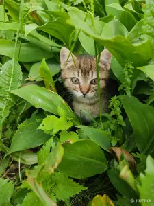 Котята