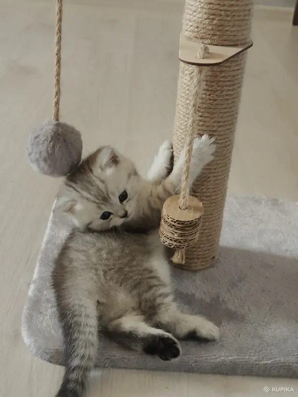 Кошки - Шотландские котята - Вся Беларусь - Фото 9 Шотландские котята - Вся Беларусь - 252710 - Доска объявлений Kupika.by - Фото 9