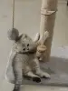 Кошки - Шотландские котята - Вся Беларусь - Фото 9 Шотландские котята - Вся Беларусь - 252710 - Доска объявлений Kupika.by - Фото 9