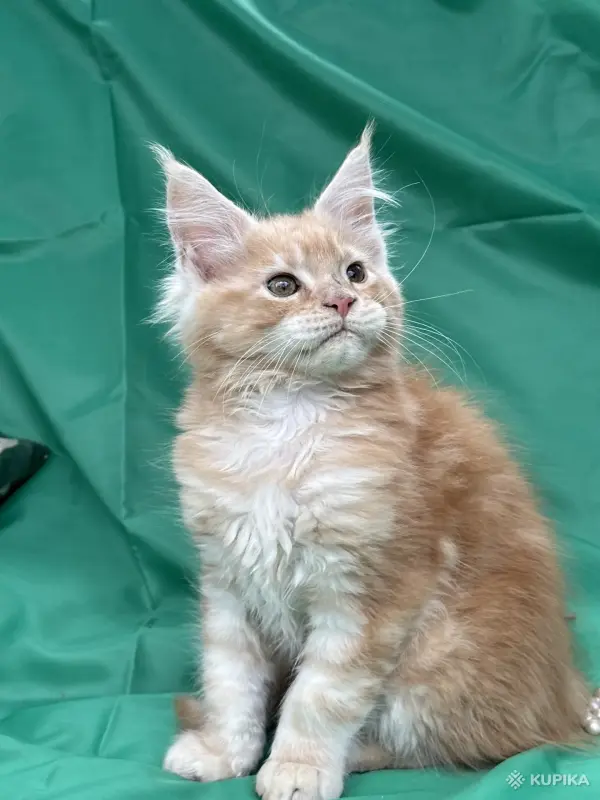 Кошки - Мейн-кун котята - Вся Беларусь Мейн-кун котята - Вся Беларусь - 251799 - Доска объявлений Kupika.by