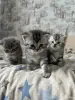 Котята шотландские - Вся Беларусь - 251682 - Доска объявлений Kupika.by
