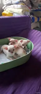 Чихуахуа