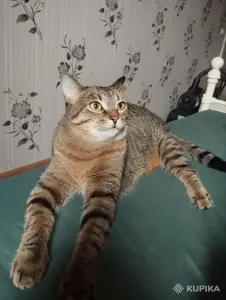 кошка Малява ищет дом!