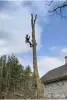 Уход за садом и огородом - СПИЛ деревьев любой сложности МИНСКАЯ ОБЛАСТЬ - Вся Беларусь СПИЛ деревьев любой сложности МИНСКАЯ ОБЛАСТЬ - Вся Беларусь - 251086 - Доска объявлений Kupika.by