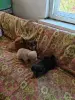 Собаки - Отдам в хорошие руки - Вся Беларусь Отдам в хорошие руки - Вся Беларусь - 252344 - Доска объявлений Kupika.by