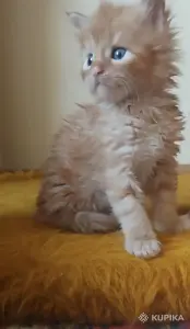 Мейн-кун
