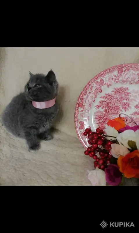 Кошки - Британские Котята - Вся Беларусь - Фото 4 Британские Котята - Вся Беларусь - 252184 - Доска объявлений Kupika.by - Фото 4