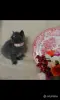 Кошки - Британские Котята - Вся Беларусь - Фото 4 Британские Котята - Вся Беларусь - 252184 - Доска объявлений Kupika.by - Фото 4