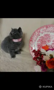 Британские Котята