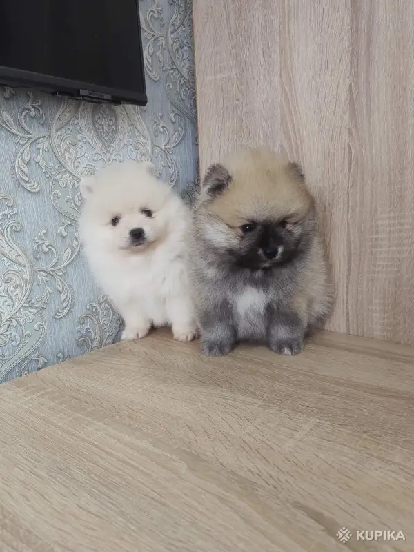 Щенки померанский шпиц