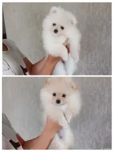 Животные