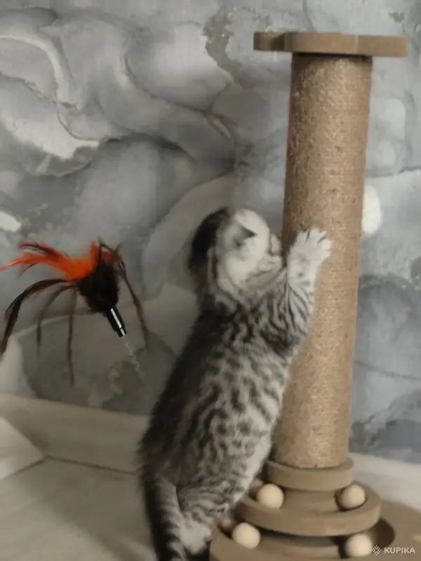 Кошки - Шотландские котята - Вся Беларусь - Фото 6 Шотландские котята - Вся Беларусь - 252710 - Доска объявлений Kupika.by - Фото 6