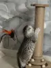Кошки - Шотландские котята - Вся Беларусь - Фото 6 Шотландские котята - Вся Беларусь - 252710 - Доска объявлений Kupika.by - Фото 6