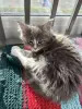 Котята - Вся Беларусь - 249159 - Доска объявлений Kupika.by - Фото 2