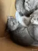 Котята - Вся Беларусь - 252581 - Доска объявлений Kupika.by - Фото 4