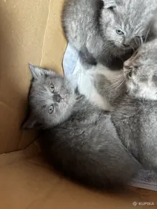Котята