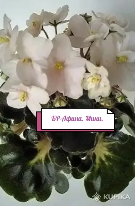 Фиалка(детки) - Вся Беларусь - 251986 - Доска объявлений Kupika.by - Фото 4
