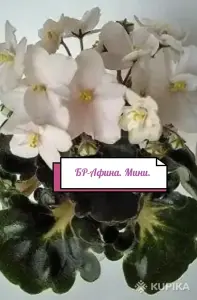 Фиалка(детки)