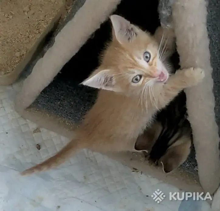 Кошки - рыжие котята пацаны - Вся Беларусь рыжие котята пацаны - Вся Беларусь - 251465 - Доска объявлений Kupika.by