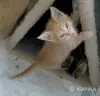 Кошки - рыжие котята пацаны - Вся Беларусь рыжие котята пацаны - Вся Беларусь - 251465 - Доска объявлений Kupika.by